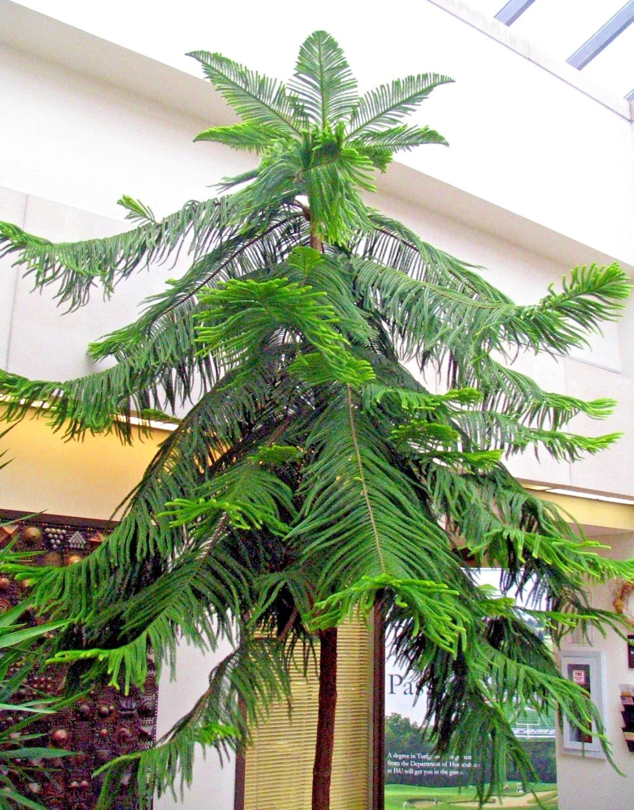 Norfolk Island Pine Seeds, Araucaria excelsa, Indoor Christmas Tree, Houseplant Seeds for Holiday Decor