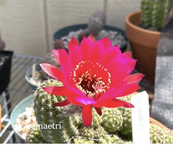 Echinopsis Cactus Succulents - CHAMAETRI European Hybrid Rooted Pups - Unique Variety for Indoor/Outdoor Gardening