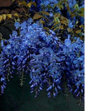 Dark Blue Chinese Wisteria Seeds - 5 Perennial Climbing Flower Seeds (Wisteria sinensis) Rare USA