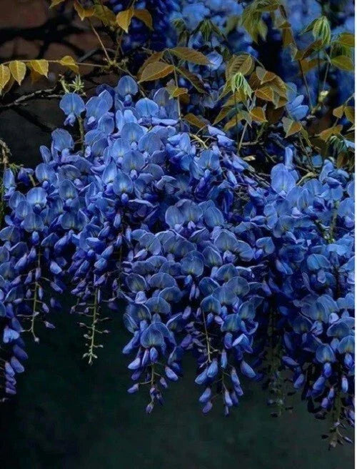 Dark Blue Chinese Wisteria Seeds - 5 Perennial Climbing Flower Seeds (Wisteria sinensis) Rare USA
