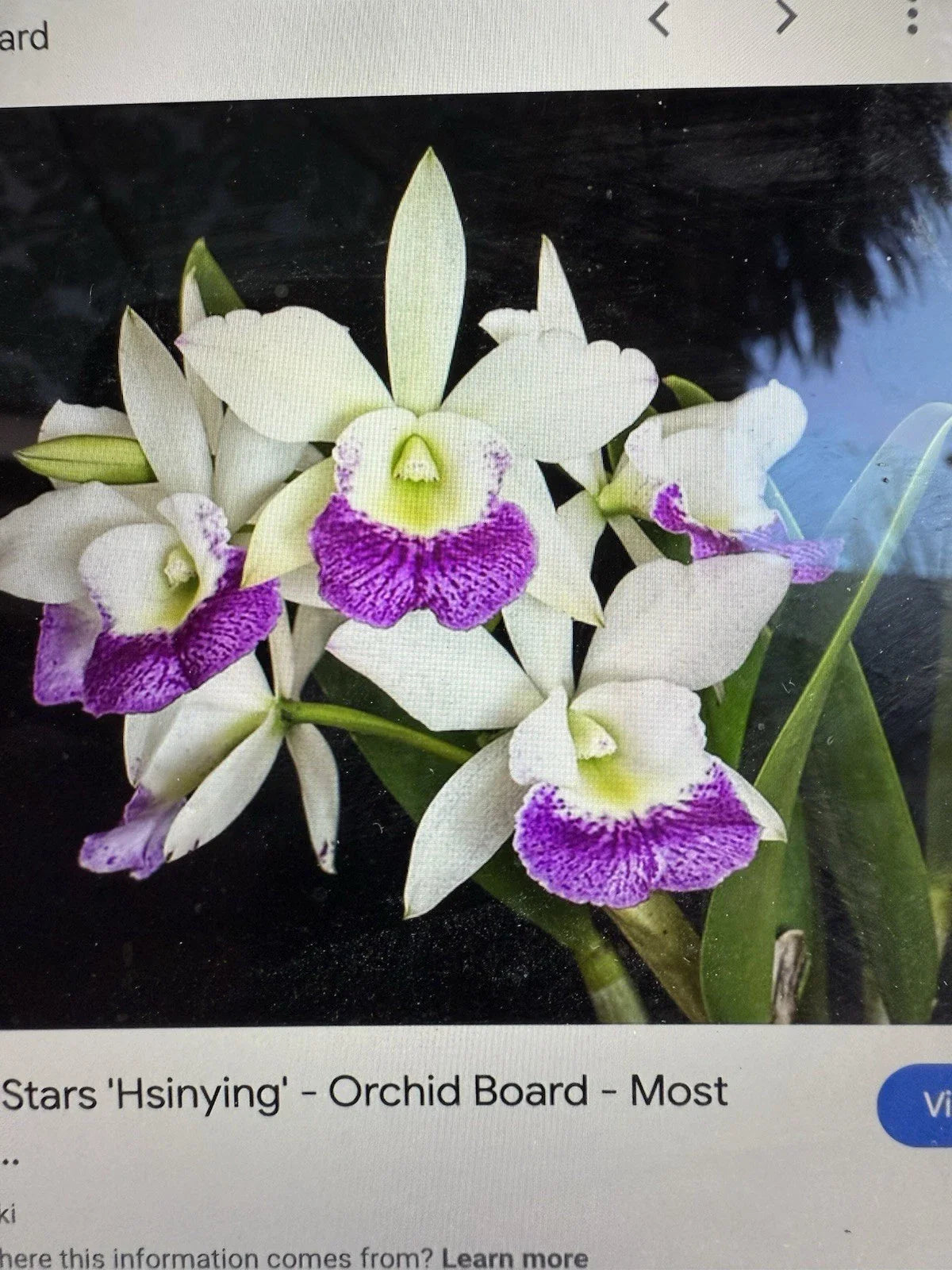 Cattleya Orchid Plant - 2 Stem Bare Root - Hawaiian Stars - Orchidaceae