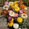 Everlasting Wildflower Seed Pack – 100 Organic Seeds – USA Grown – Non-GMO Wildflowers