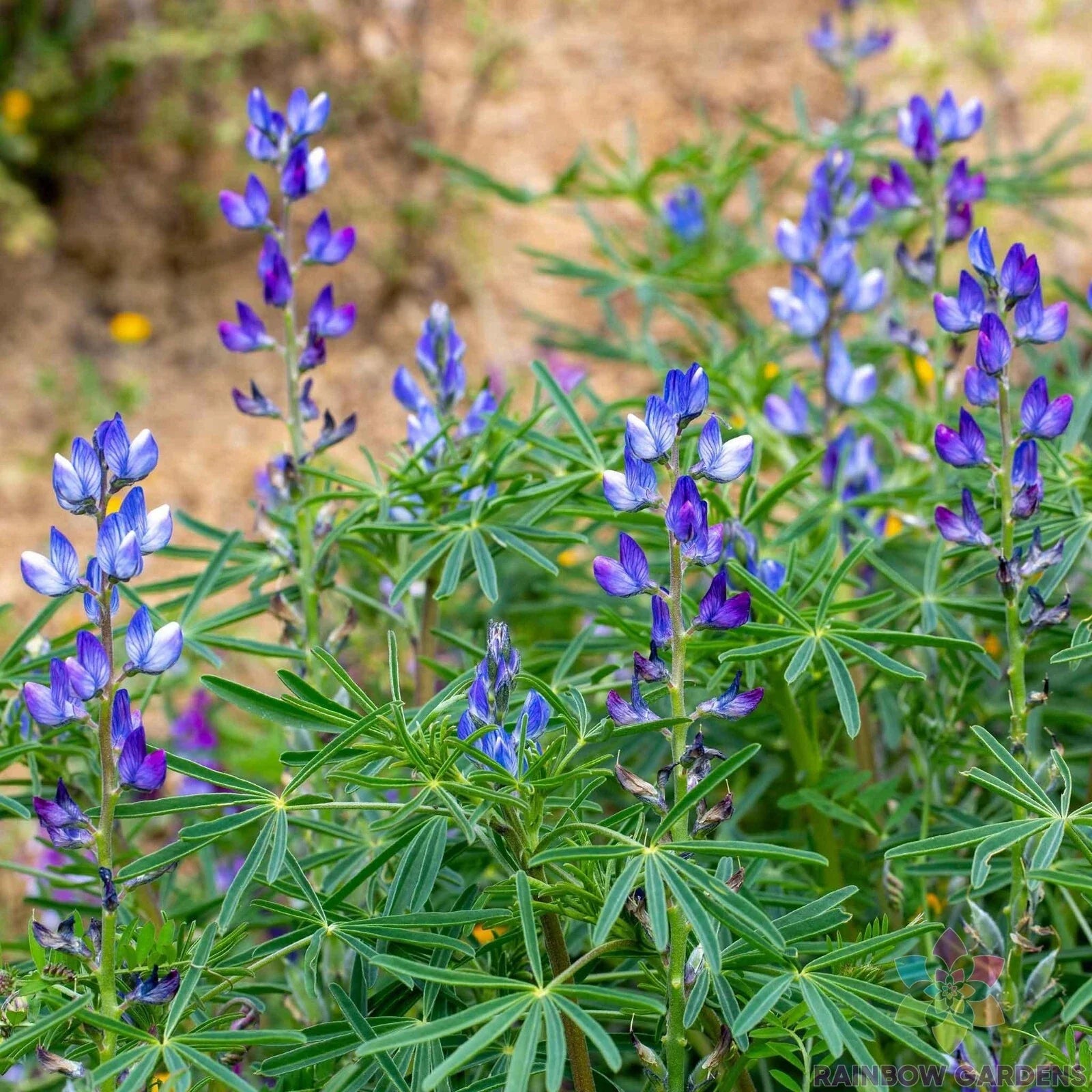 Blue Annual Lupine Seeds - 25+ Pack for Garden Planting - Lupinus polyphyllus - USA