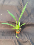 Oncidium Orchid Plant 2.5" Pot Aka Baby 'Raspberry Chocolate' HCC/AOS