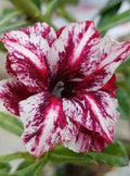 Desert Rose Seeds - 4 White Purple Adenium Obesum - Exotic Perennial Flower Seeds