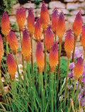 Orange Purple Hot Poker Torch Lily Seeds - 25 Perennial Seeds, Kniphofia uvaria, US Seller