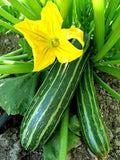 Cocozelle Summer Squash Seeds - Heirloom Variety - Packet Size Options - Cucurbita pepo