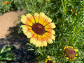 Yellow Red Painted Daisy Seeds - 200+ Non-GMO Garden Seeds - Leucanthemum superbum - USA Grown, Free Shipping