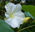 White Morning Glory Seeds, Moonflower Vine, Various Sizes, Ipomoea alba, Fast Growing, Garden Plant, FREE SHIPPING