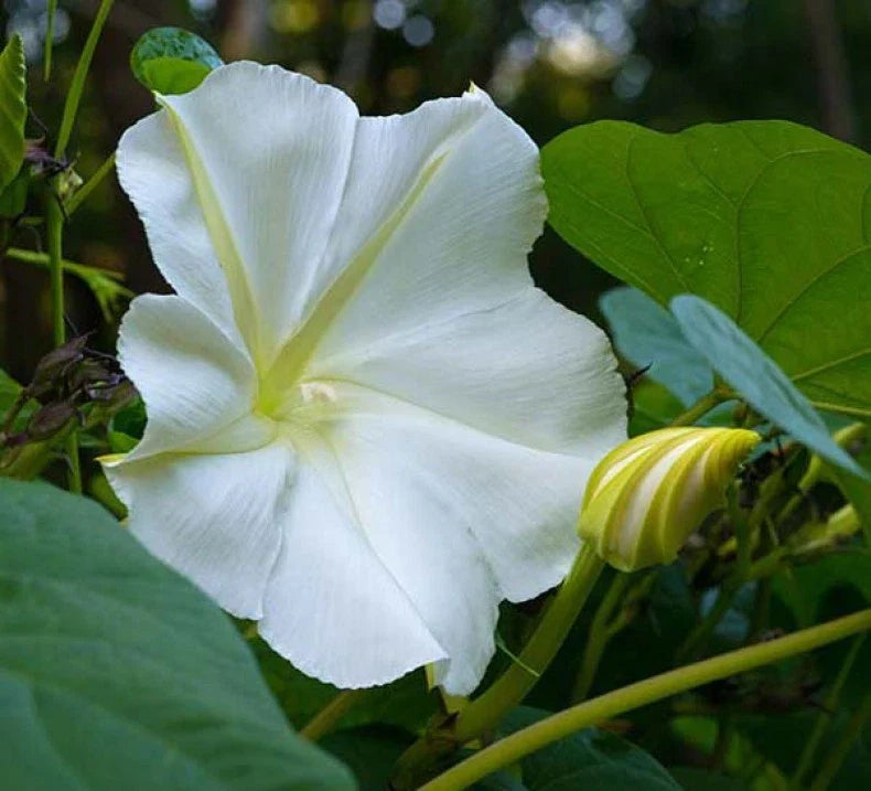 White Morning Glory Seeds, Moonflower Vine, Various Sizes, Ipomoea alba, Fast Growing, Garden Plant, FREE SHIPPING