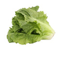 Sugar Loaf Endive Seeds - Non-GMO Heirloom Variety for Urban Gardening - Cichorium endivia