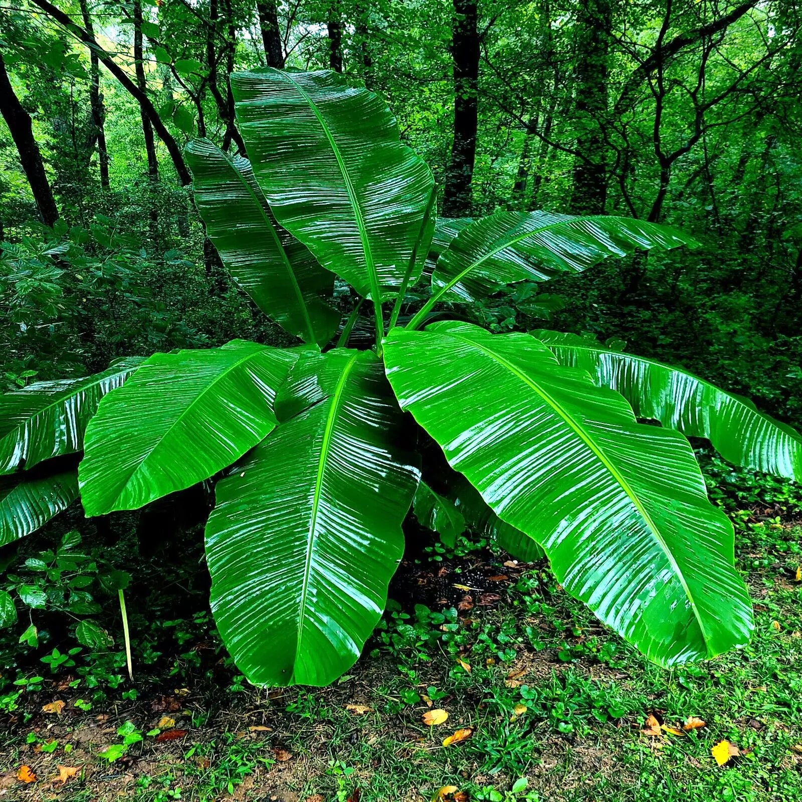 Dwarf Cavendish Banana Tree Seeds - 10 Pack - Musa acuminata - Hardy Tropical Fruit Plant