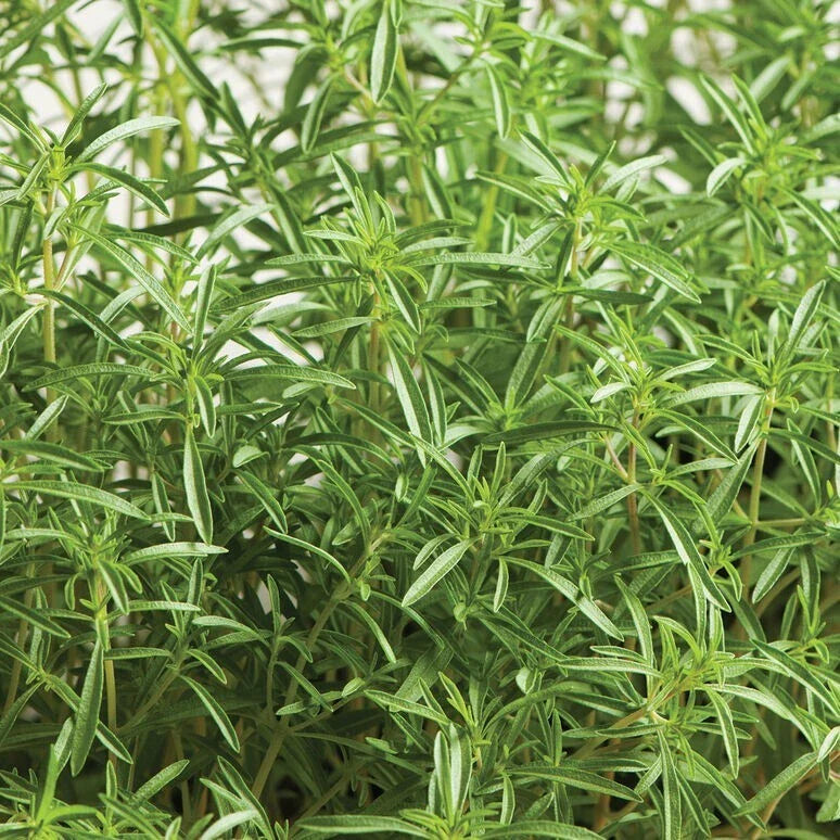 Summer Savory Herb Seeds - 20 Fresh Seeds - Satureja hortensis - Free USA Shipping