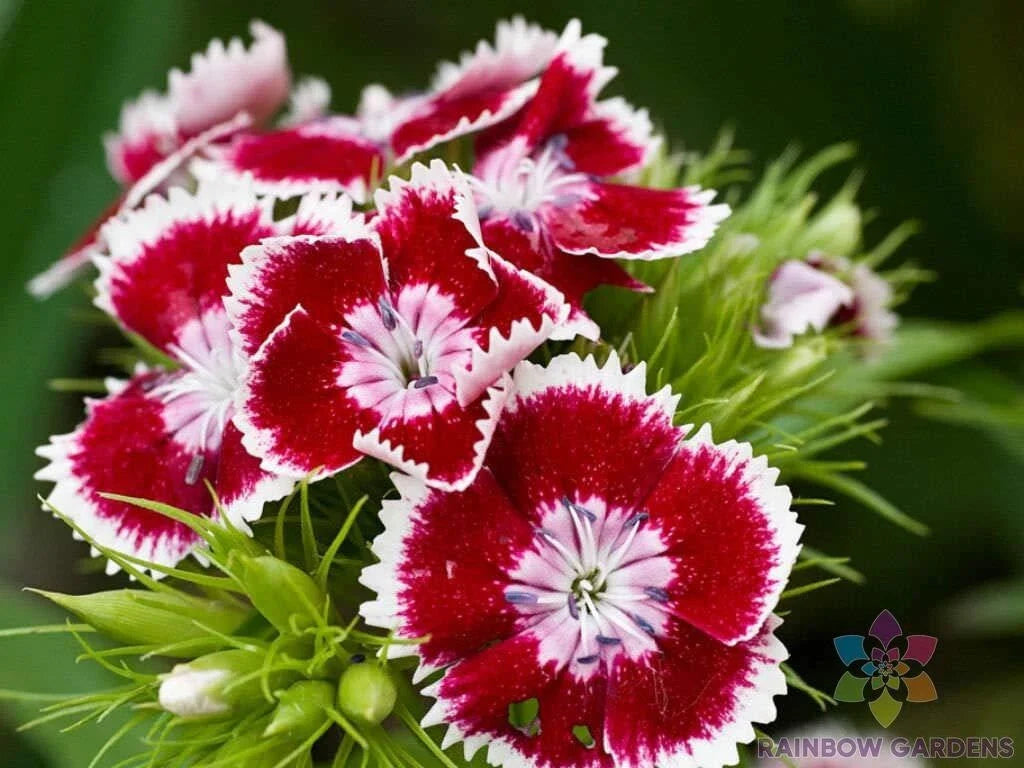 Red Chianti Carnation Seeds - 200+ Count for Garden Planting - Dianthus caryophyllus - USA Grown, Free Shipping