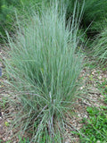 Little Bluestem Seeds - 500+ American Native Grass, Bunch Grass, Beard Grass (Schizachyrium scoparium)
