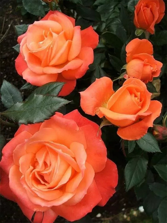 Bright Orange Rose Seeds - 10 Perennial Flower Shrub Seeds - Rosa spp.