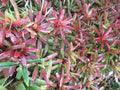 Neoregelia Bromeliad Fireball - 2 Plants, Tropical Indoor Plants, Colorful Houseplants, Neoregelia spp.