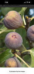 Olympian Fig Tree Cuttings 4-6 Inches Long 3 Pack, Cold Hardy - Ficus carica