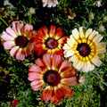Painted Daisy Wildflower Seeds 1/4 lb - Mylar Seed Packet - Leucanthemum superbum - Everwilde Farms