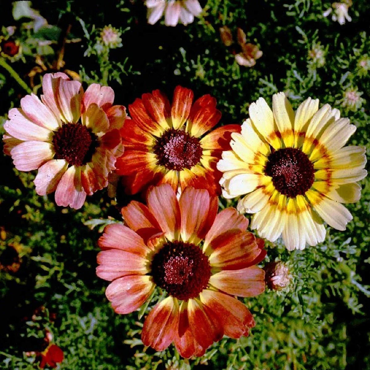 Painted Daisy Wildflower Seeds 1/4 lb - Mylar Seed Packet - Leucanthemum superbum - Everwilde Farms