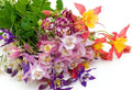 Columbine Seeds, 400+ Count, Mixed Colors, Aquilegia, Shade Flowers