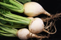 Turnip Seeds - White Egg Variety - Fresh Seed for Planting - Brassica rapa