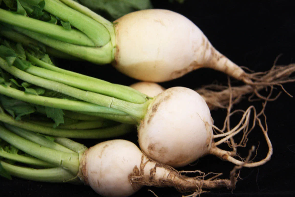 Turnip Seeds - White Egg Variety - Fresh Seed for Planting - Brassica rapa