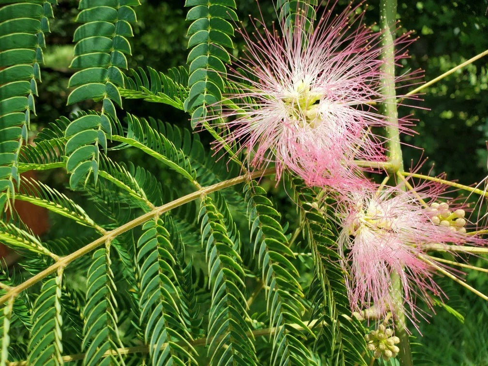 Pink Mimosa Tree Cuttings 6-8" | Albizia julibrissin | Attracts Honey Bees, Butterflies & Hummingbirds