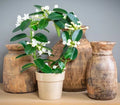 Madagascar Jasmine Starter Plant - Small Green Leaf Stephanotis - Fragrant Houseplant (Stephanotis floribunda)