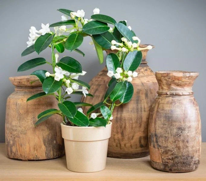 Madagascar Jasmine Starter Plant - Small Green Leaf Stephanotis - Fragrant Houseplant (Stephanotis floribunda)