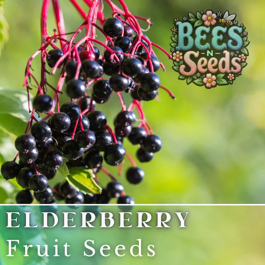 Elderberry Seeds - 175/450 Seeds - Non-GMO Fruit Seeds - Sambucus canadensis