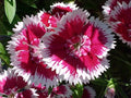 Sweet William Seeds - 1333 Seeds - Biennial/Perennial - Dianthus barbatus - GroCo