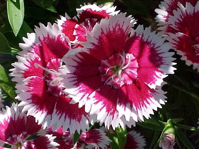 Sweet William Seeds - 1333 Seeds - Biennial/Perennial - Dianthus barbatus - GroCo