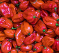 Red Scotch Bonnet Hot Pepper Seeds - 30+ Spicy Caribbean Variety - Capsicum chinense - Free Shipping