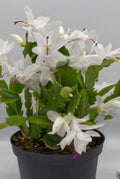 White Schlumbergera Cactus Starter Plant - Year 2025 - Indoor Houseplant - Christmas Cactus, Holiday Blooming Plant