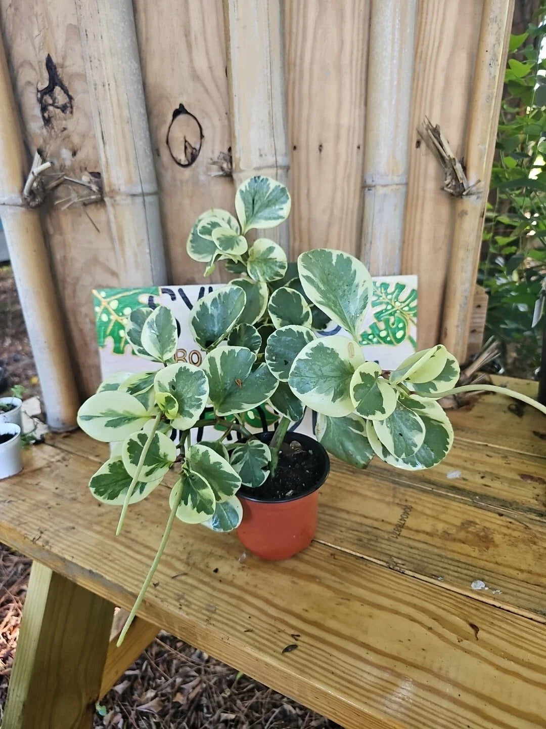 XL Variegated Peperomia obtusifolia Marble Rubber Plant - Green and White - 4" Pot