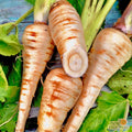 Hollow Crown Parsnip Seeds - 200+ Non-GMO Heirloom Seeds for Fresh Garden Planting - Pastinaca sativa