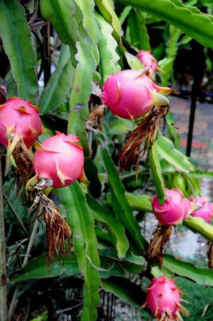 Dragon Fruit Cuttings 10"-14" Healthy Variety Hylocereus undatus