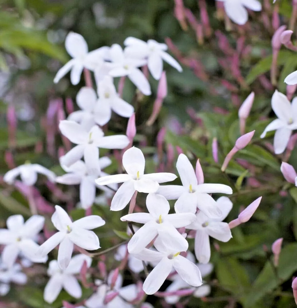 Pink Jasmine Plant 6" Live Vine Fragrant Jasminum Polyanthum Climber