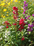 Balsam Seeds 1 Ounce Touch Me Not Flowered Mix Impatiens Balsamina