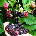 Sweet Boysenberry Seedling - Live Rooted Plant - Ships Rooted (No Pot) - Rubus ursinus x idaeus