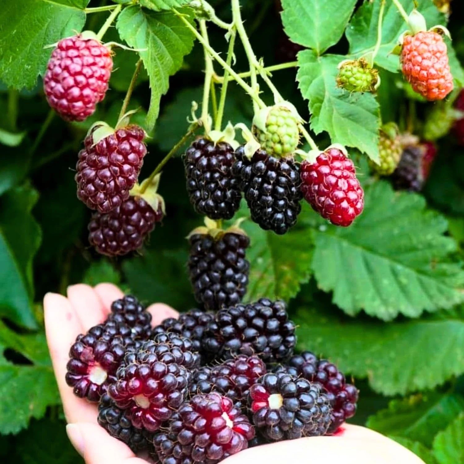Sweet Boysenberry Seedling - Live Rooted Plant - Ships Rooted (No Pot) - Rubus ursinus x idaeus