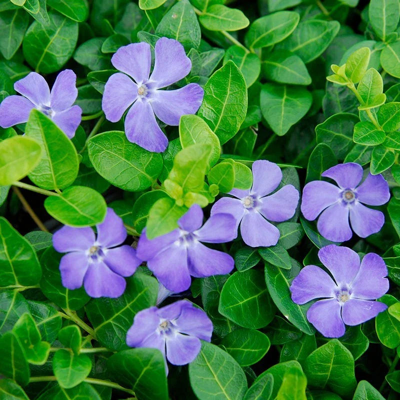 Vinca Minor Vine | 4" Potted Plant | Easy to Grow | Periwinkle Groundcover | Live Plant