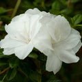 Encore Autumn Moonlight Azalea Starter Plant, Deciduous, Well-Rooted, Rhododendron 'Autumn Moonlight'