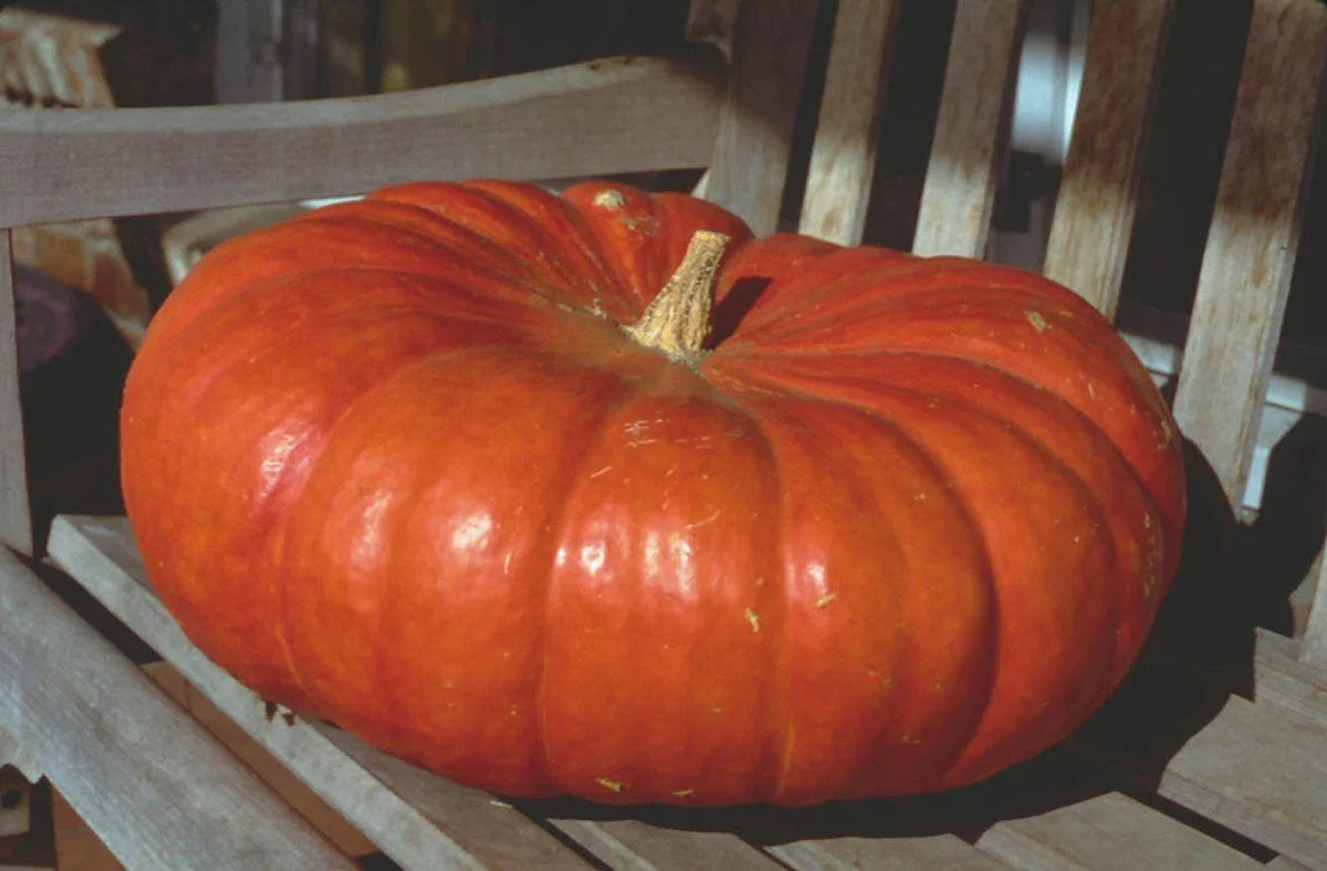 Cinderella Pumpkin Heirloom Seeds for Baking, Canning, and Decorative Use - Cucurbita pepo