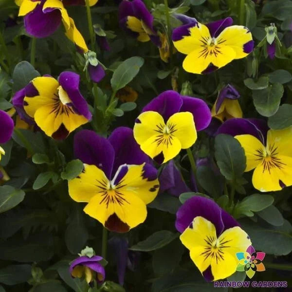 Freefall Purple Wing Pansy Seeds - 200+ Count - Viola - Ideal for Garden Planting - USA - Non-GMO