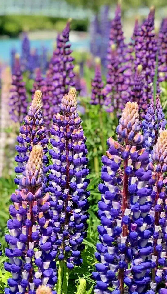 Tall Blue and White Lupine Seeds, 50 Pack, Easy to Grow Perennial, Non-GMO, USA Grown, Lupinus polyphyllus