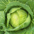 Golden Acre Cabbage Seeds - 1000+ Count - Sweetheart Roundhead - Brassica oleracea