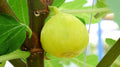 White Marseilles Fig Seeds - 100+ Pack for Garden Planting - Ficus carica - USA Grown, Non-GMO
