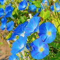 Morning Glory Seeds 30+ Heavenly Blue Flowers Ipomoea tricolor Untreated Annual US Free Shipping